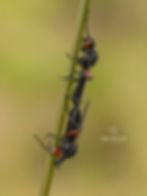 Bibio pomonae