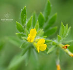 Galicia wildflowers - Explore Galicia's floral beauty