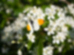 Anthocharis cardamines