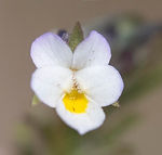 Viola kitaibeliana
