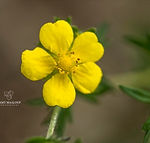 Potentilla recta