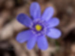 Hepatica transsilvanica