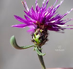 Galicia wildflowers - Explore Galicia's floral beauty