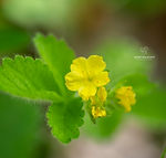Aremonia agrimonoides