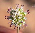 Allium dictyoprasum