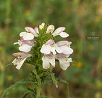 Galicia wildflowers - Explore Galicia's floral beauty