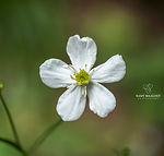 Ranunculus platanifolius
