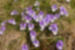 Viola declinata
