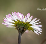 Bellis perennis