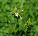 Cerastium glomeratum