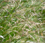Deschampsia cespitosa