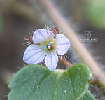 Veronica hederifolia