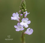 Verbena officinalis