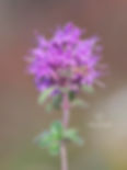 Thymus comosus