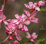 Prunus tenella