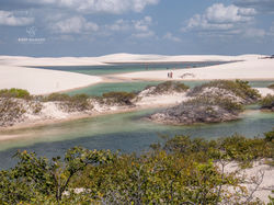 Dunes and vegetation