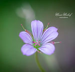 Galicia wildflowers - Explore Galicia's floral beauty