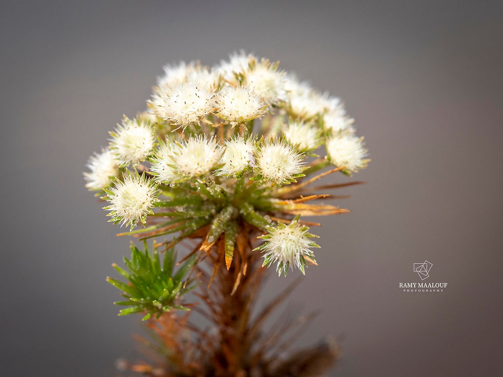 Syngonanthus cuyabensis