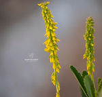 Galicia wildflowers - Explore Galicia's floral beauty