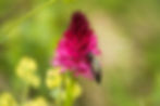 Ctenicera cuprea