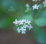 Galicia wildflowers - Explore Galicia's floral beauty