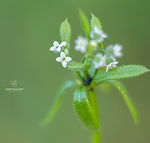Galicia wildflowers - Explore Galicia's floral beauty