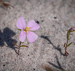 Pterolepis glomerata