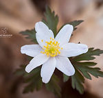 Anemone nemorosa