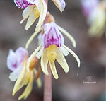 Epipogium aphyllum