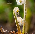 Galicia wildflowers - Explore Galicia's floral beauty