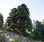 Abies cilicica