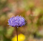 Galicia wildflowers - Explore Galicia's floral beauty