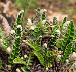 Galicia wildflowers - Explore Galicia's floral beauty