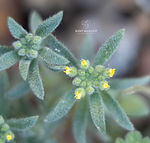 Alyssum hirsutum