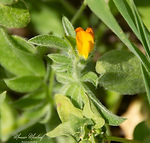 Anthyllis circinnata