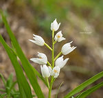 Galicia wildflowers - Explore Galicia's floral beauty