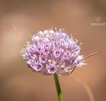 Allium rupicola