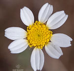 Anthemis ruthenica