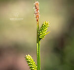 Carex pallescens 