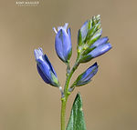 Polygala alpestris