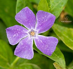 Galicia wildflowers - Explore Galicia's floral beauty