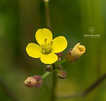 Diplotaxis muralis