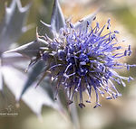 Galicia wildflowers - Explore Galicia's floral beauty