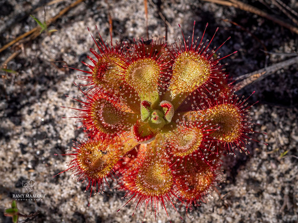 Drosera sessifolia leaves