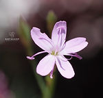 Galicia wildflowers - Explore Galicia's floral beauty