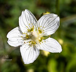 Parnassia palustris