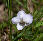 Viola lactea