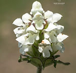Prunella laciniata