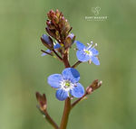 Veronica beccabunga