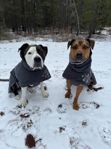 two dogs sitting in the snow both wearing matching jackets